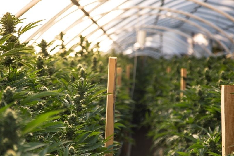 Cannabis Odour Control in Greenhouses Cannabis Odour Control in Greenhouses